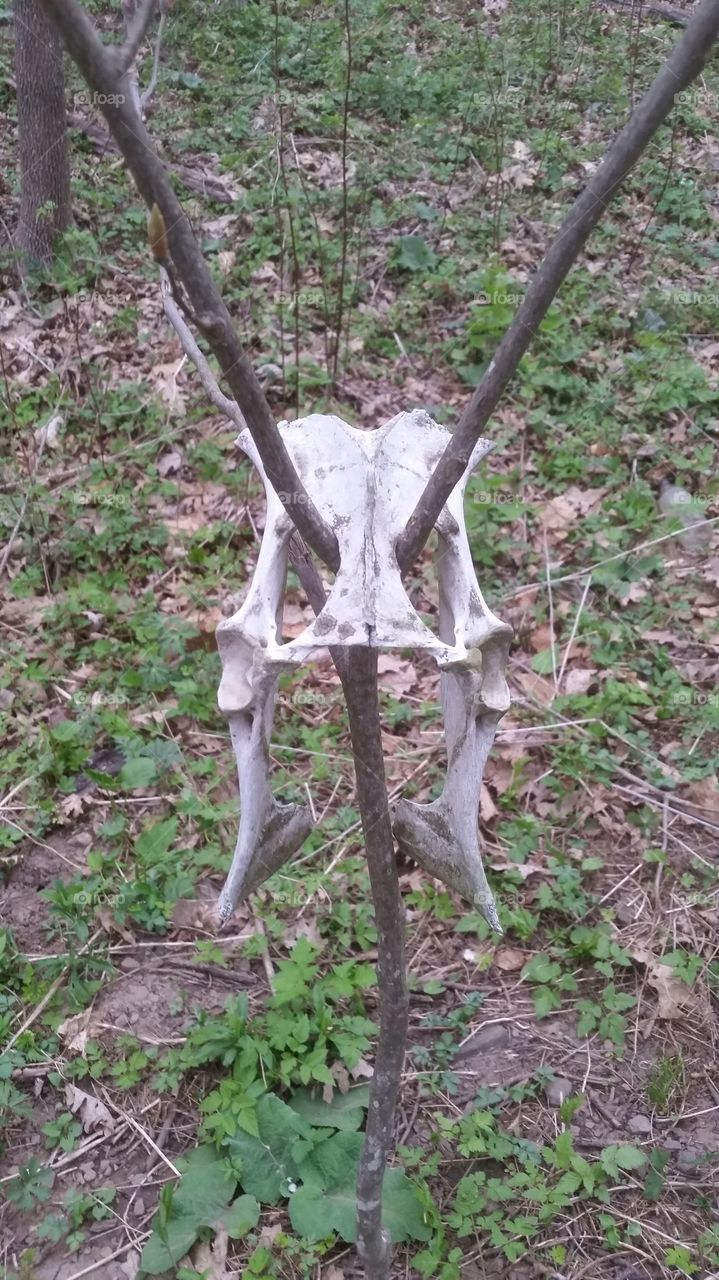 death dead cold chilling fear morbid bizarre fun nature wildlife plant abnormal bones skulls wierd