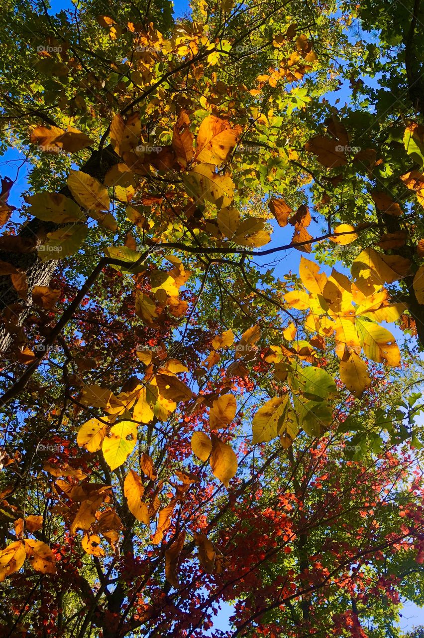 Low angle view of brilliant autumn foliage 