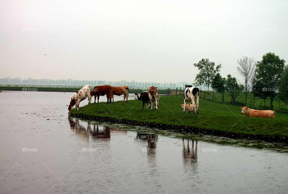 Cows lining up to drink water.