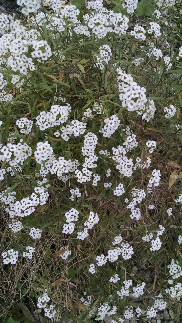 Floral Underbrush