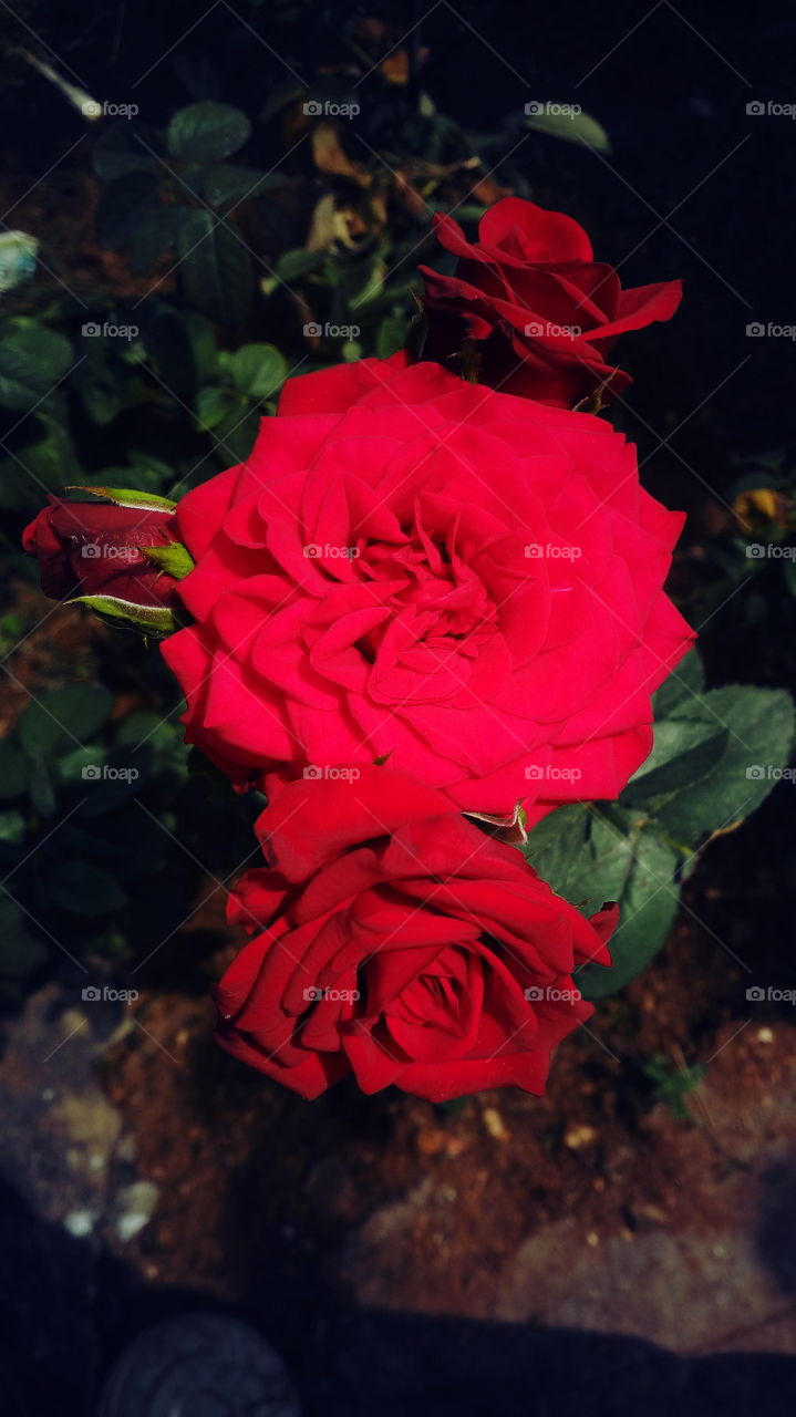 the most beautiful blooming red colour rose flowers in my garden