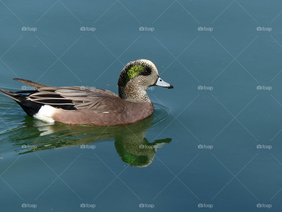 Close-up of a duck swimming