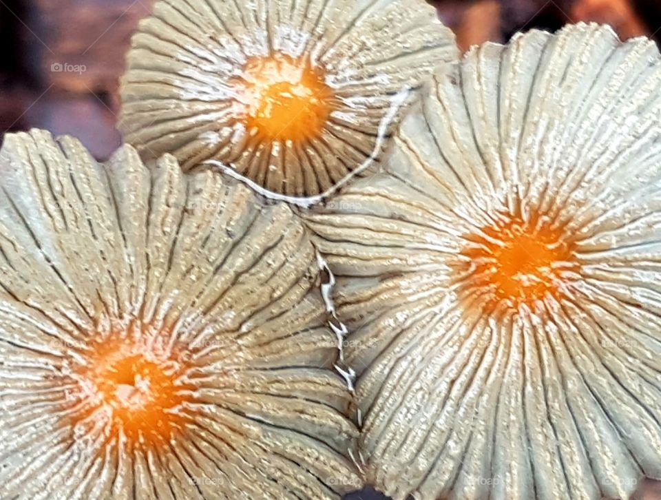 fungi in the rain