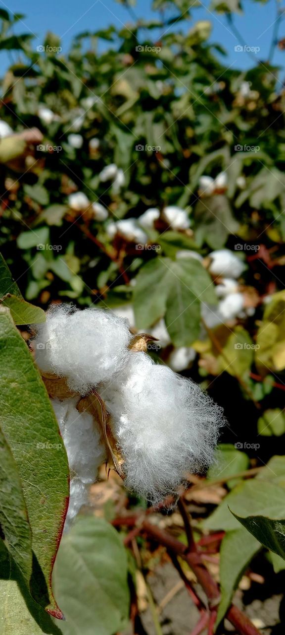 Gossypium hirsutum