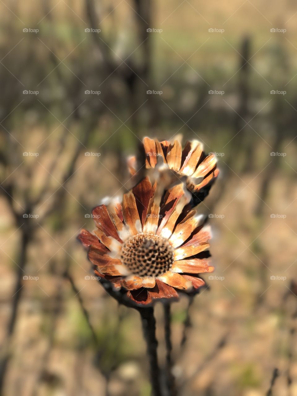 Burnt mountain flower