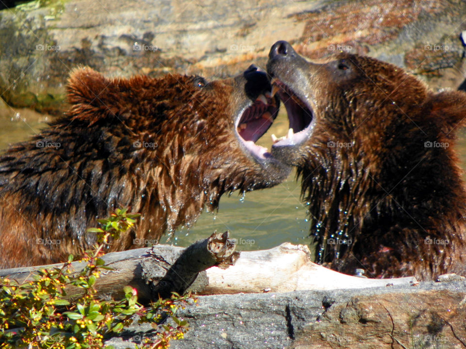 grizzly bears at play. Bronx zoo bears playing