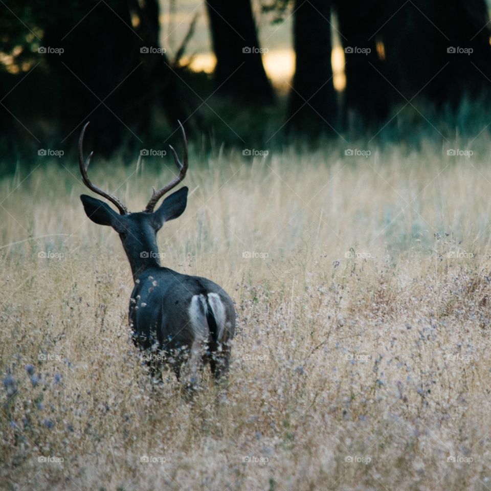 Summer at Yosemite National Park