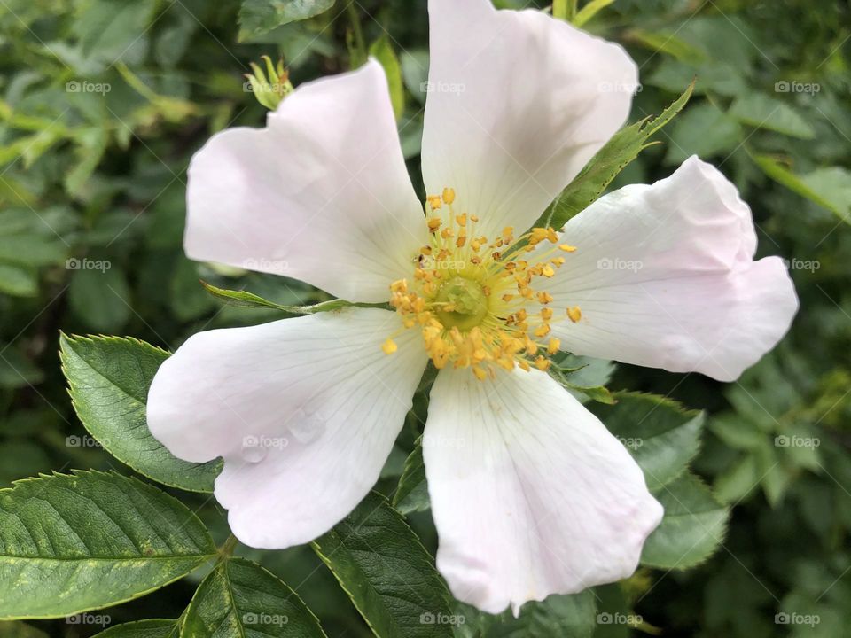 HD White & Pink Flower Rose Hip | CloseUp Shot for Nature Lovers | Green Forest Photo