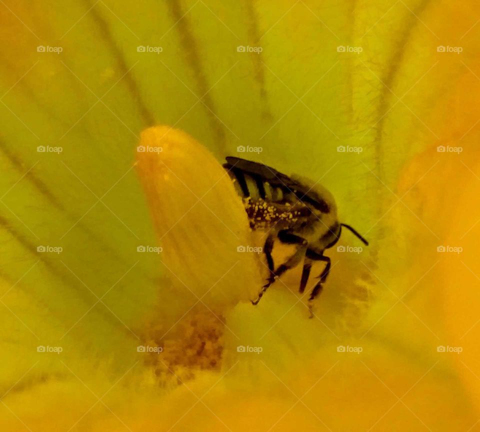 honey bee in sqash blossom