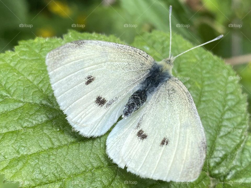 A close up of a butterfly 