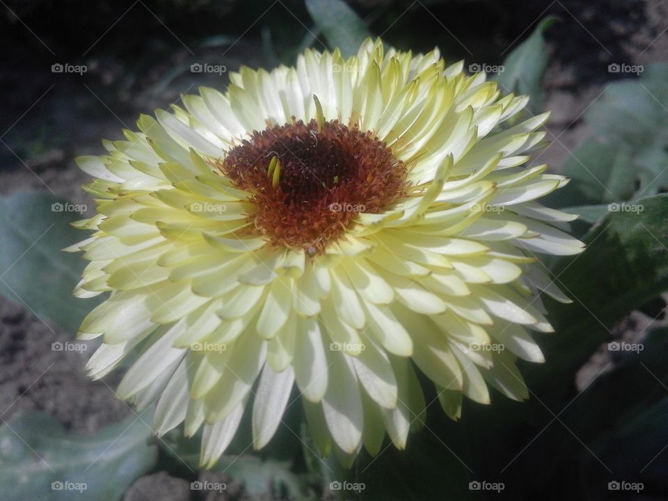 Flower, Nature, Flora, No Person, Garden