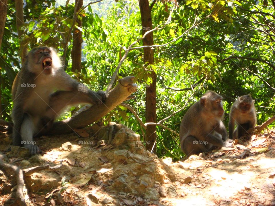 The Monkeys of Lombok