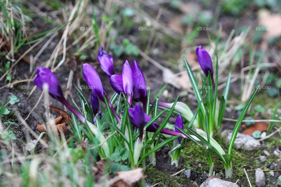 Crocuses 