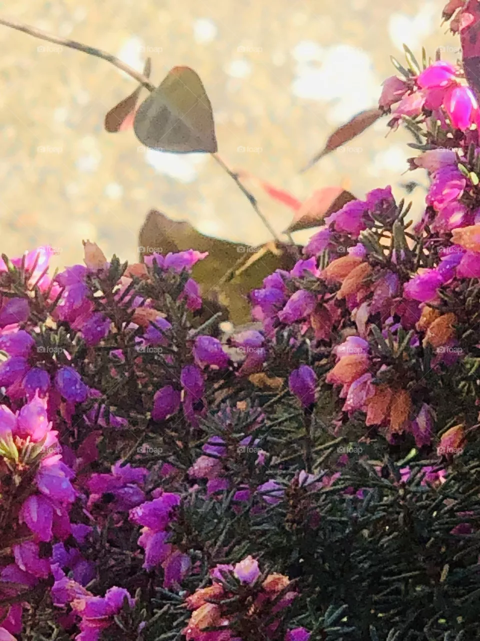 Fiori e foglie 