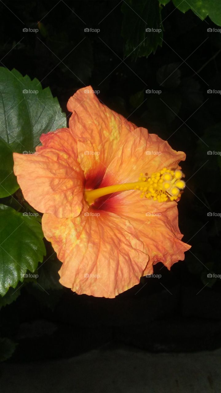Hibiscus in bloom