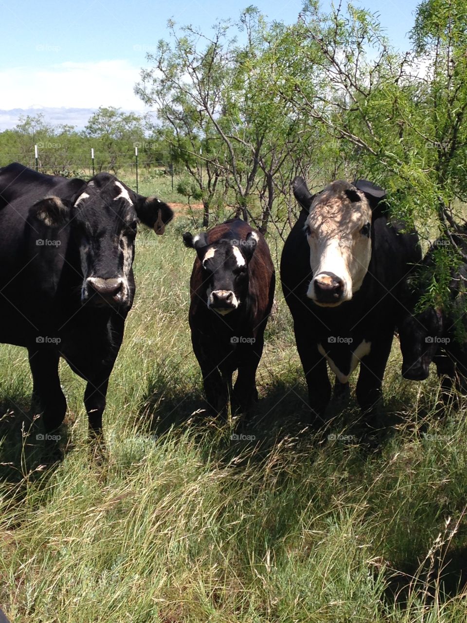 You looking at me?. Cows in a field