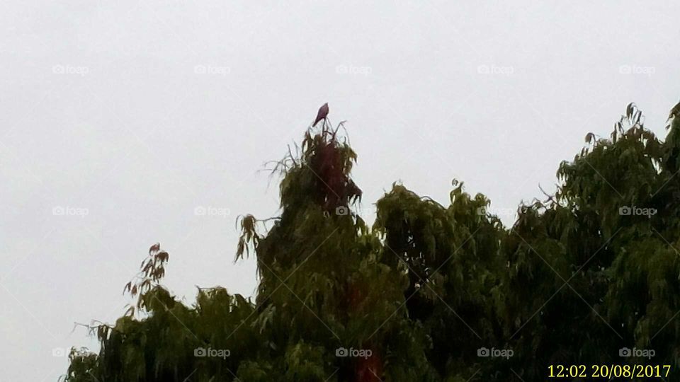 Bird on the top of tree