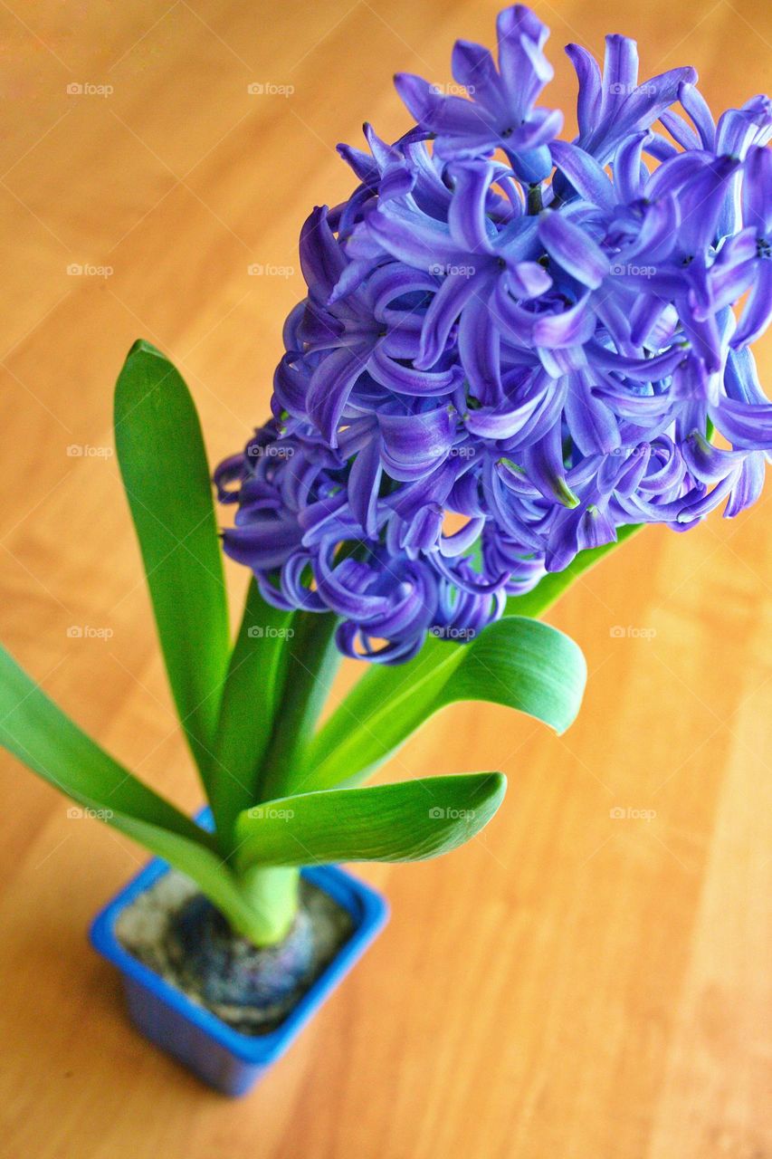 purple spring flower in a pot hyacinth