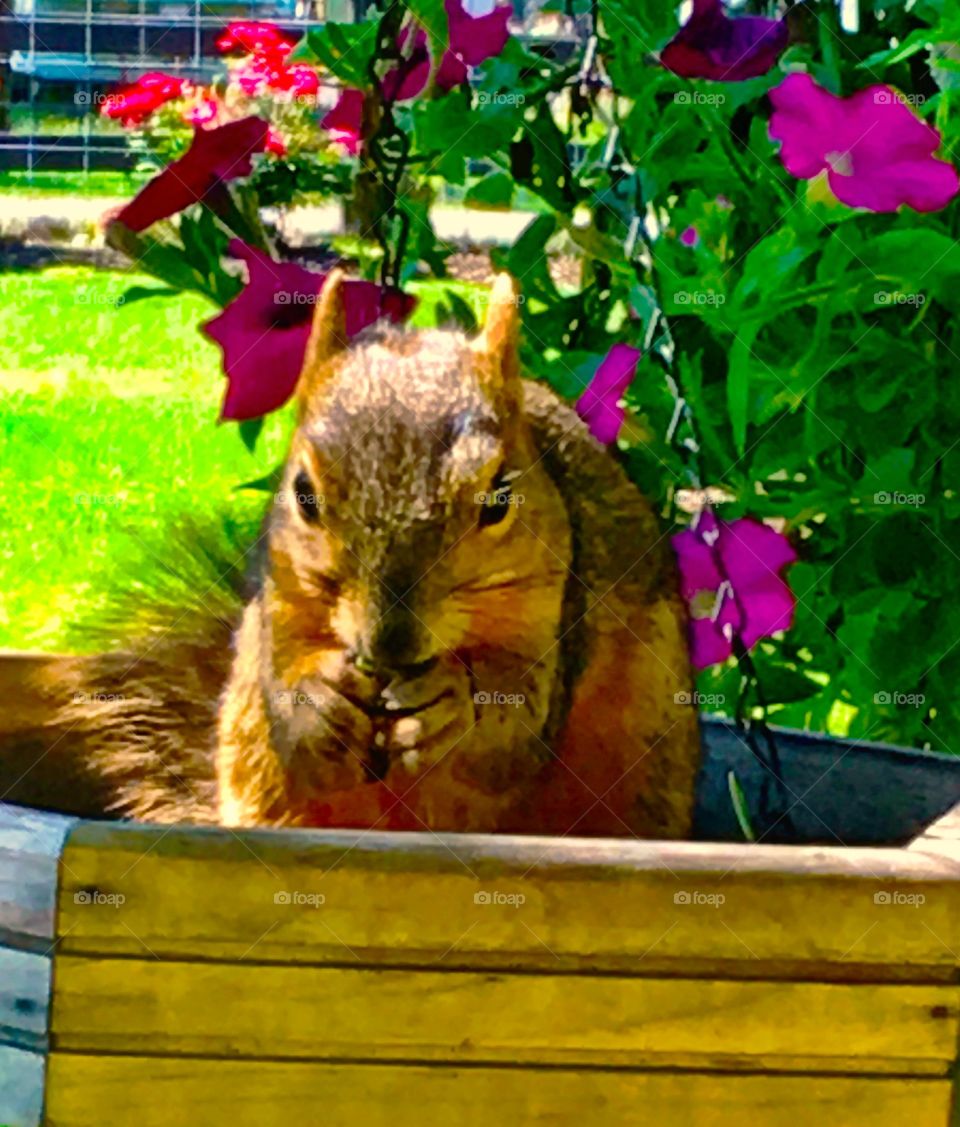 Hungry squirrel eating seeds from a bird feeder 