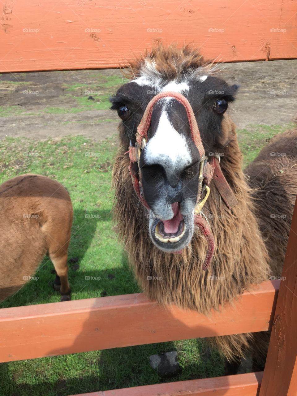 Llama at a petting zoo. Seems to be chewing, but did not spit on me. Harness on its face. Donkey butt is in the background.