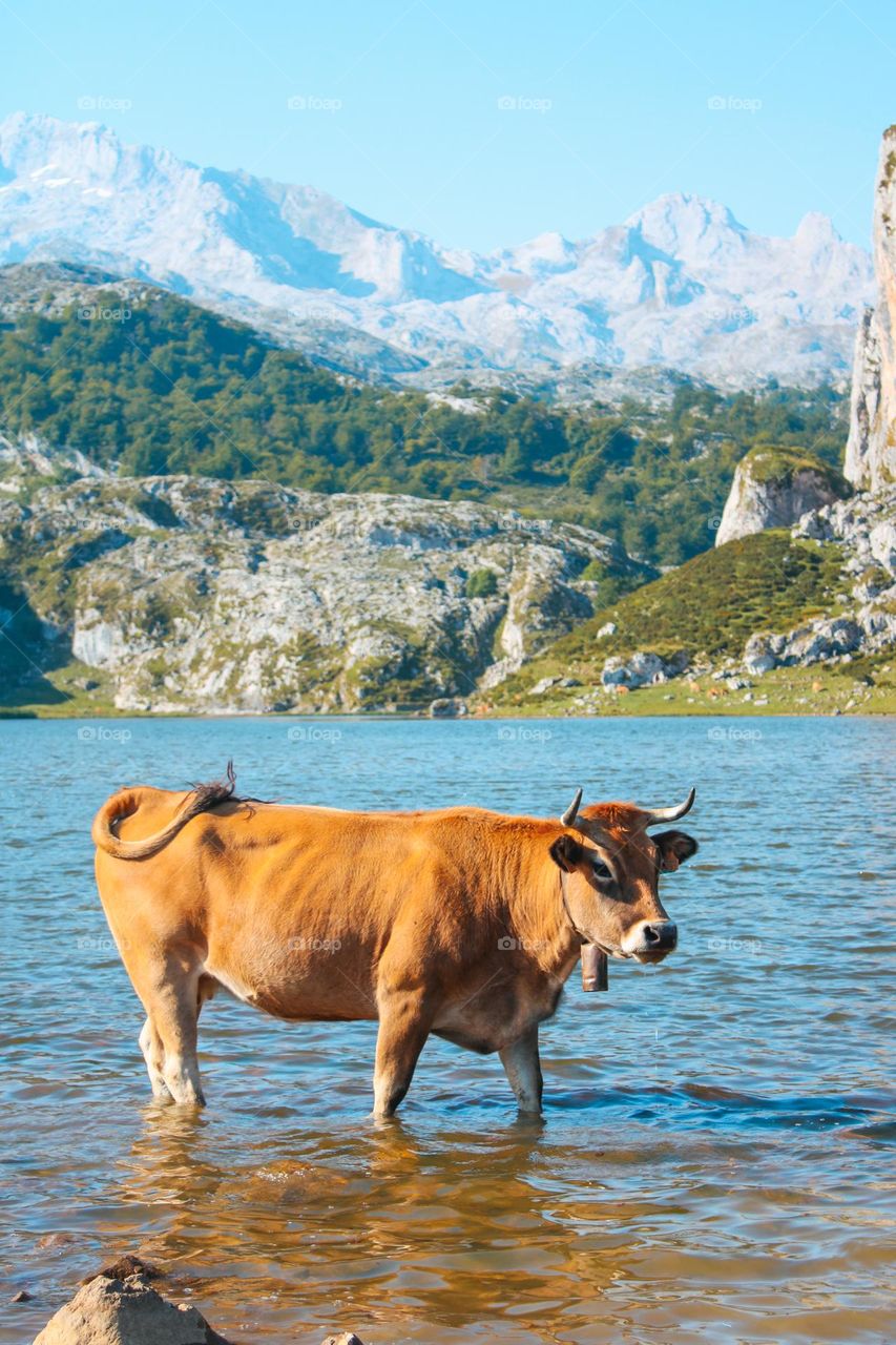 Asturian cow