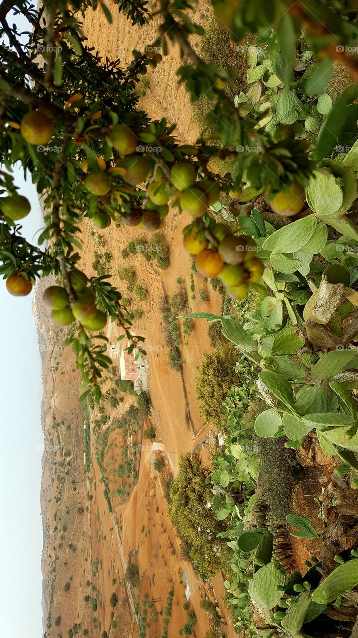 ARGAN grain tree nature