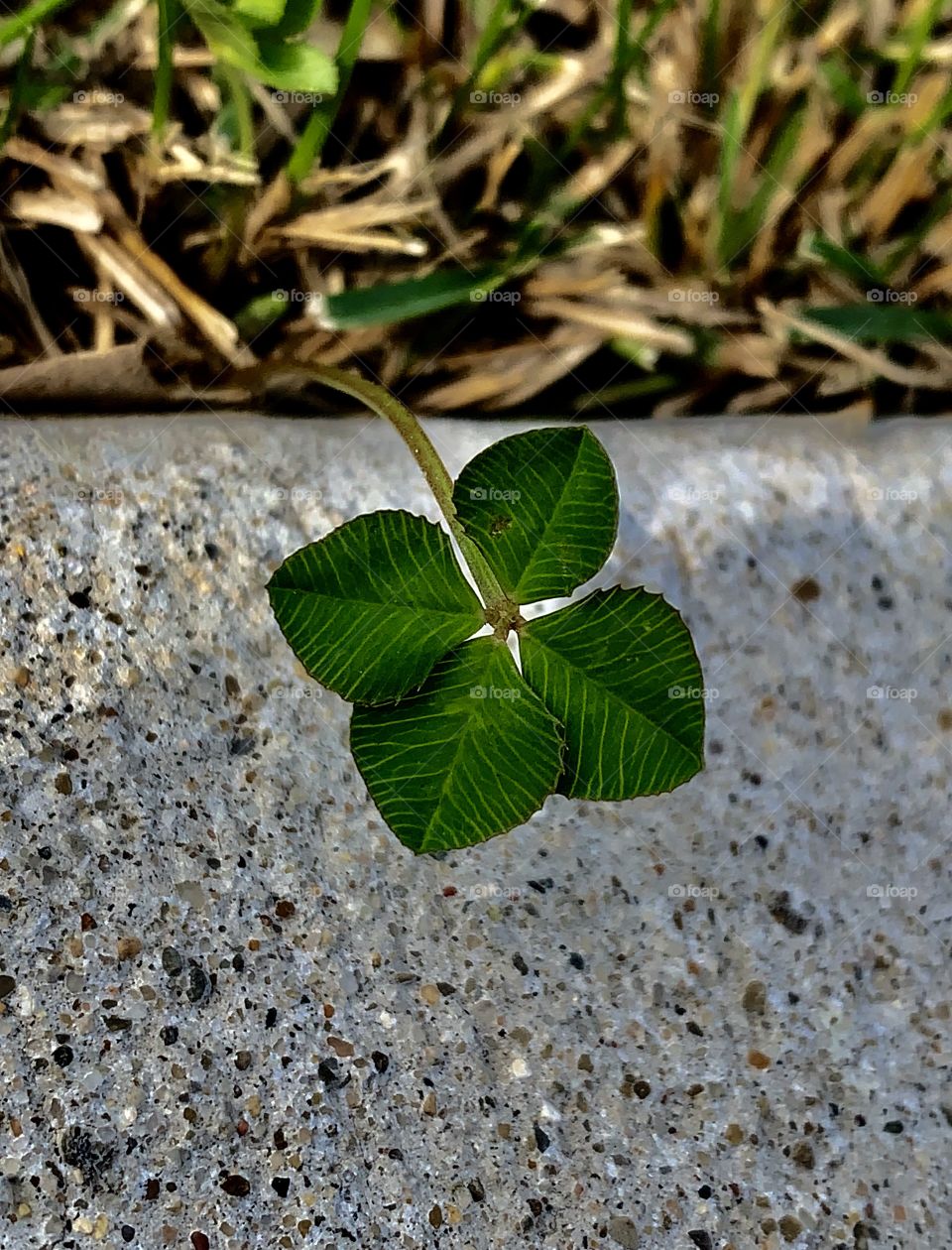 A four-leaf clover—taken in Valparaiso, Indiana 