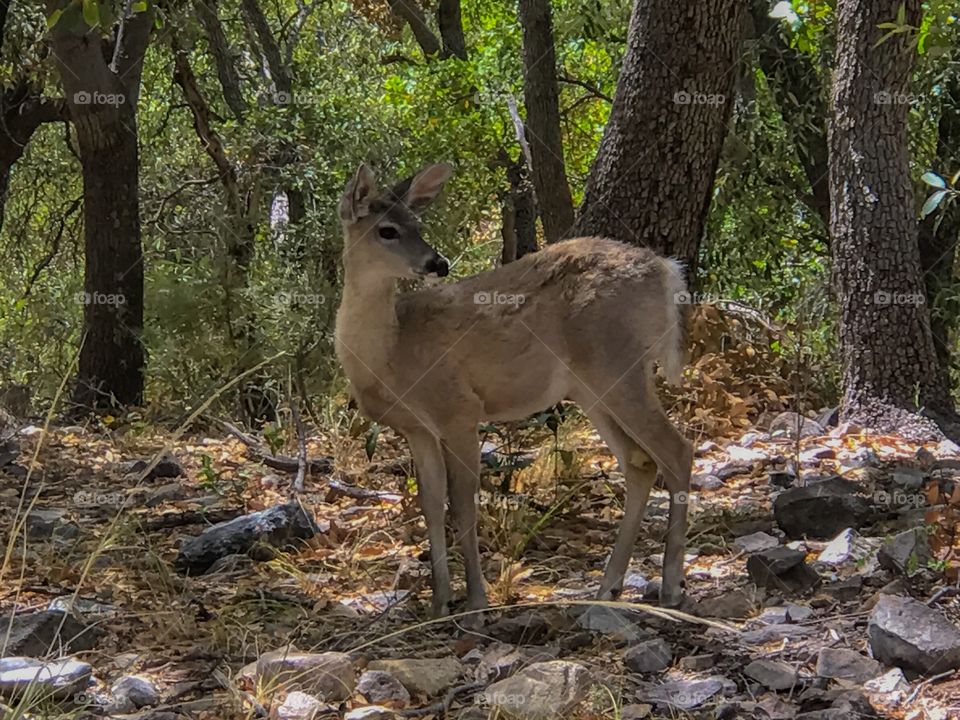 Wildlife - Deer
