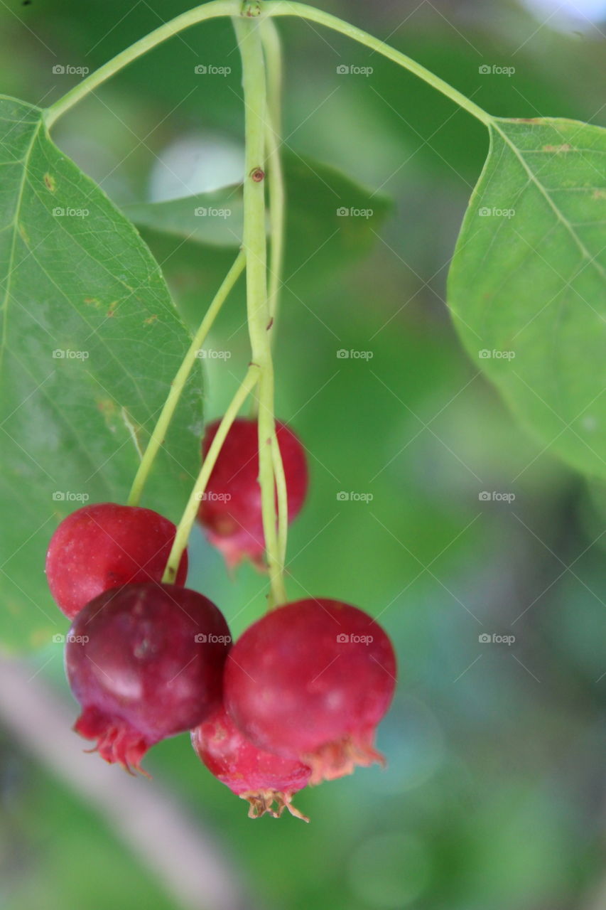 Red berries