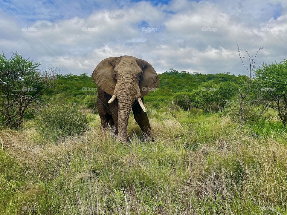 Elephant staring