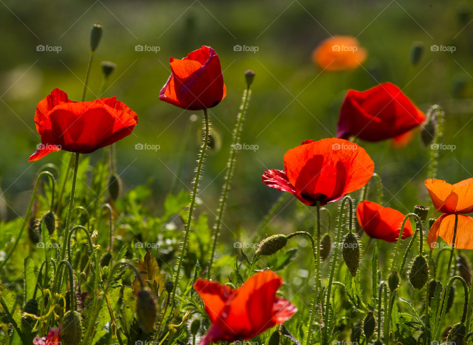 poppies in spring