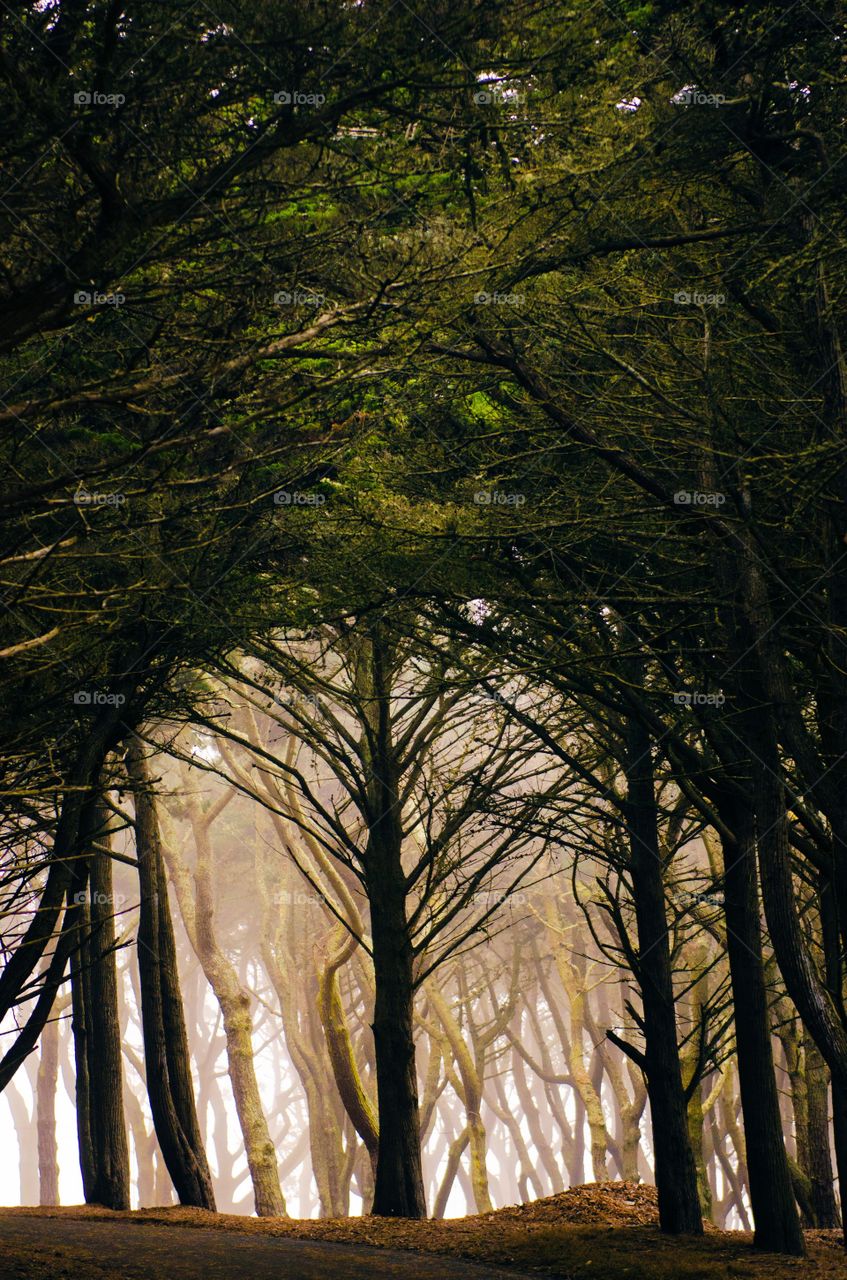 View of forest in mist