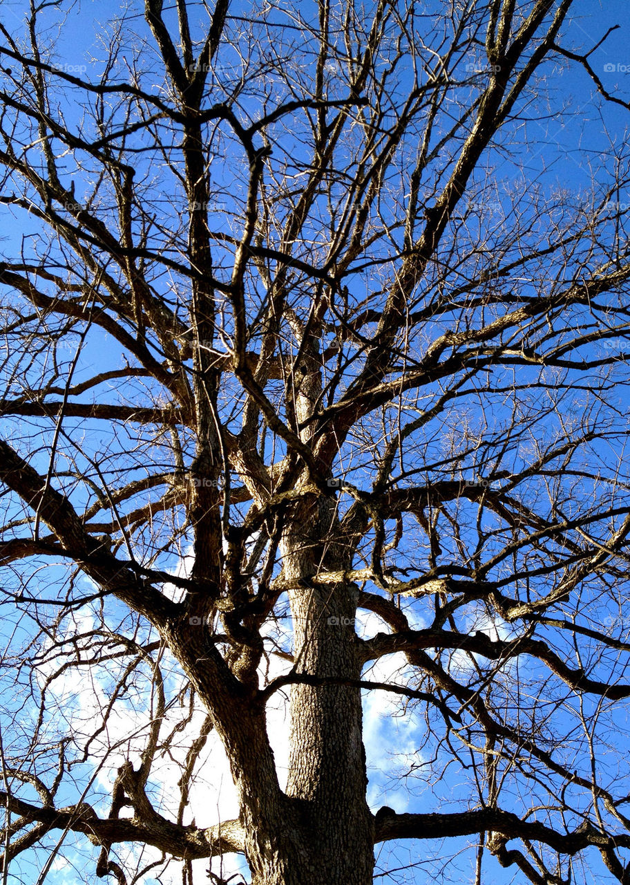 connersville indiana winter tree branches by refocusphoto