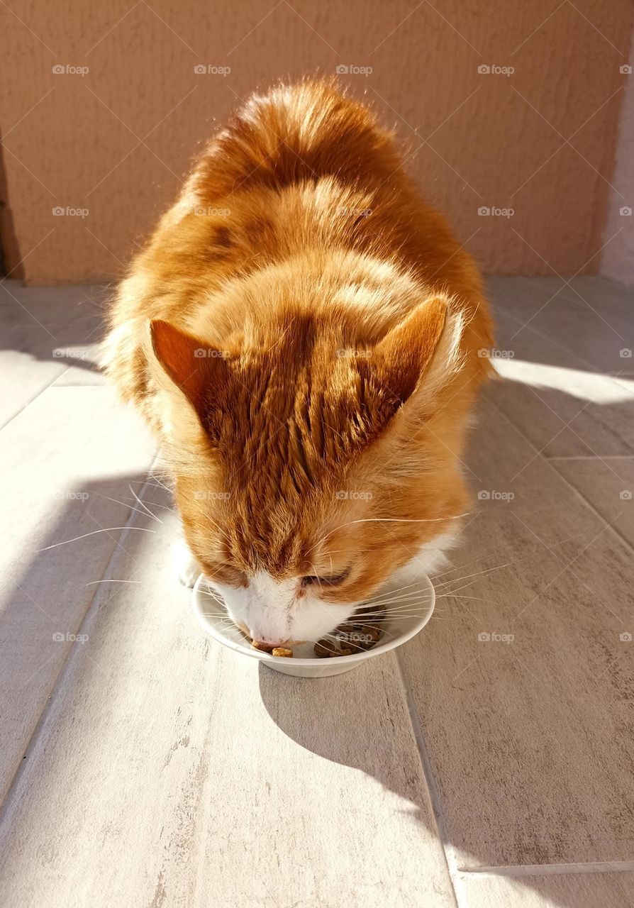 cat eating cat food, view from the ground