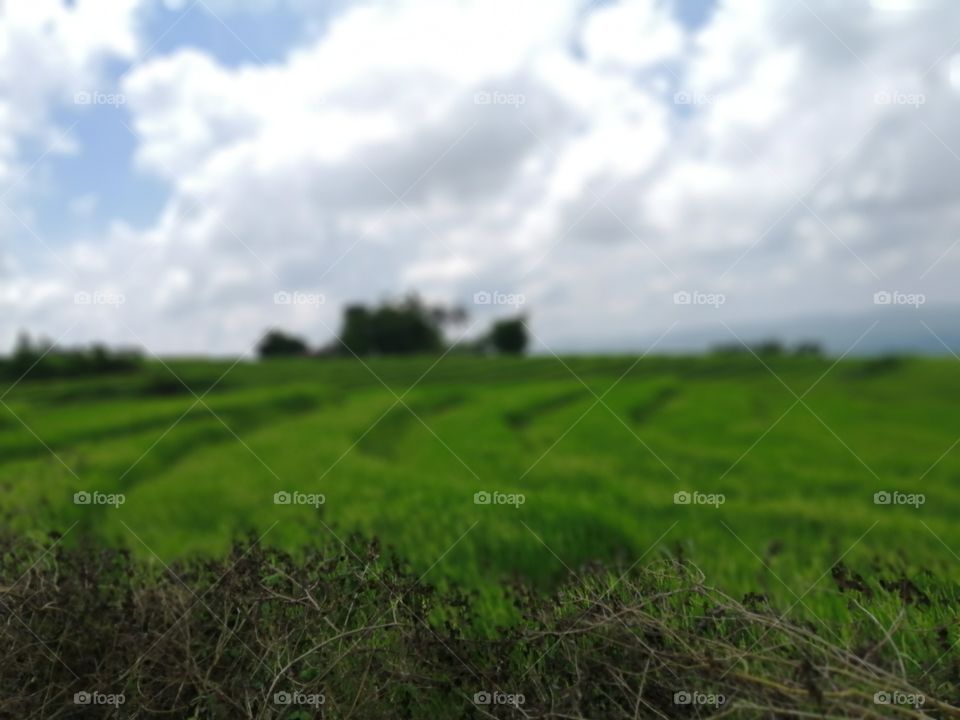 Grass, Nature, No Person, Countryside, Rural