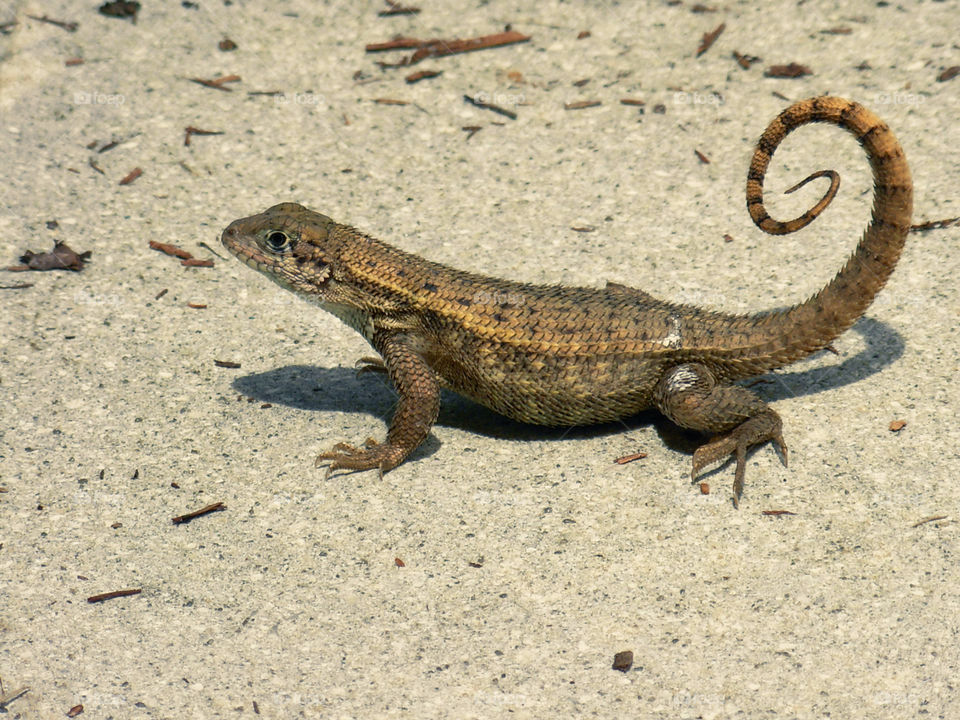 Curly Tailed Lizard. Curly Tailed Lizard in Florida