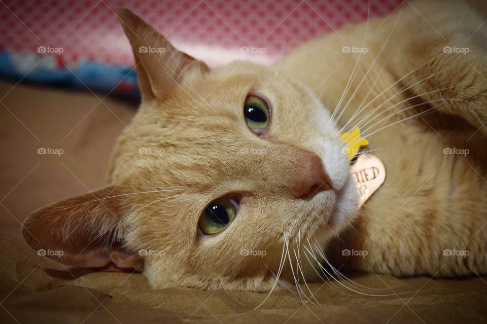 Playing on the job! Taylor enjoys one on one attention and is normally playing with fingers that rub his belly! 