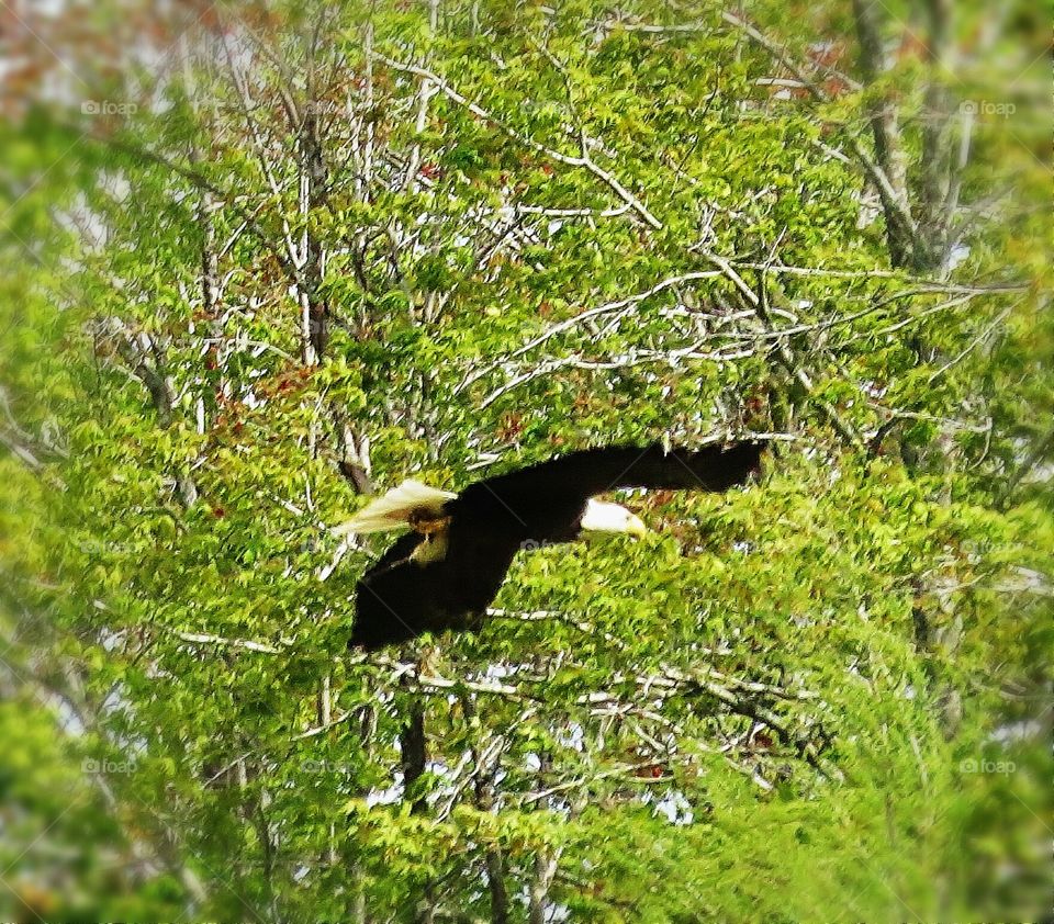 Bald Eagle caught in Flight