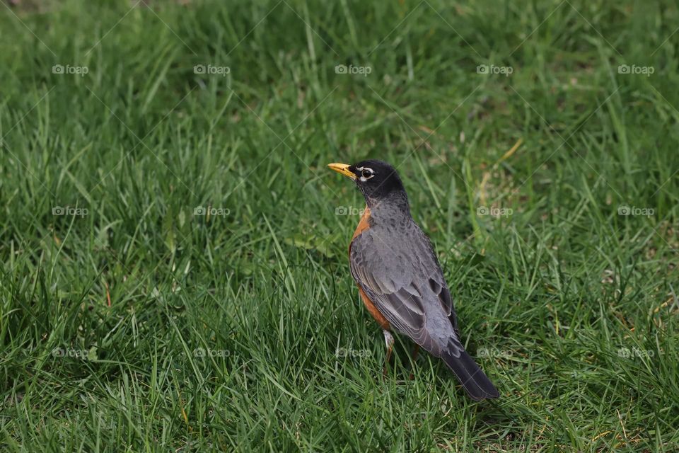 Bird on green grass in springtime 