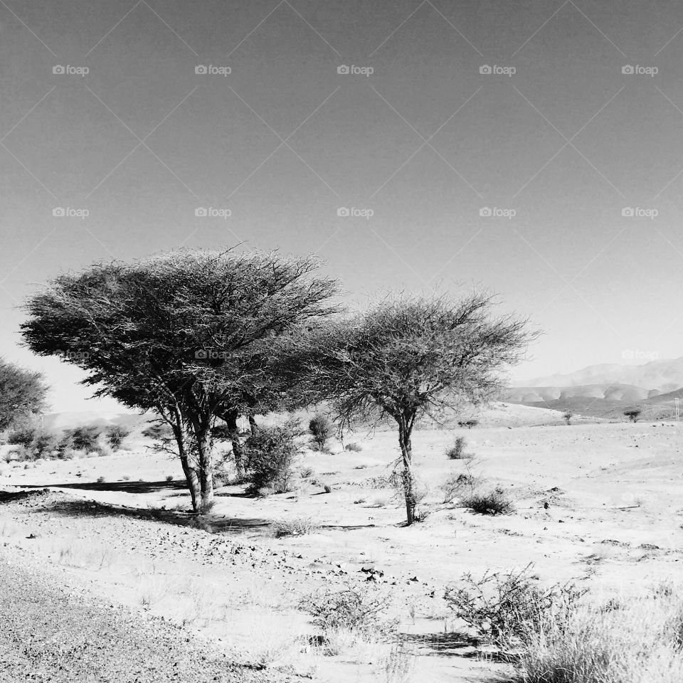Trees of the desert 