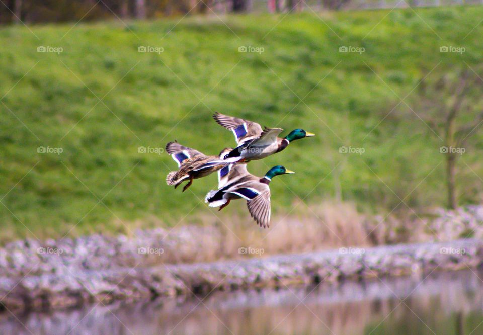 Three ducks flying together