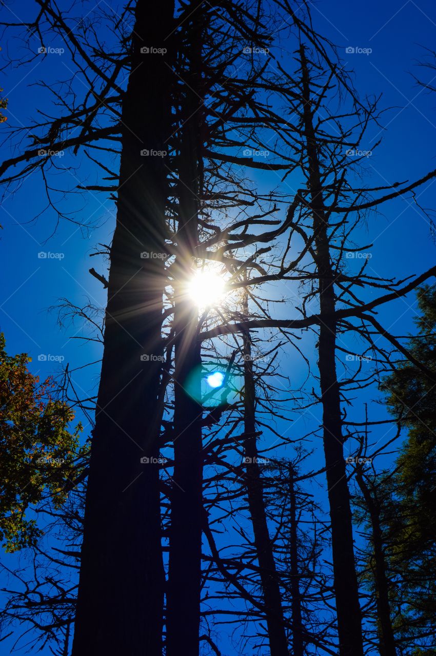 Low angle view of dry tree