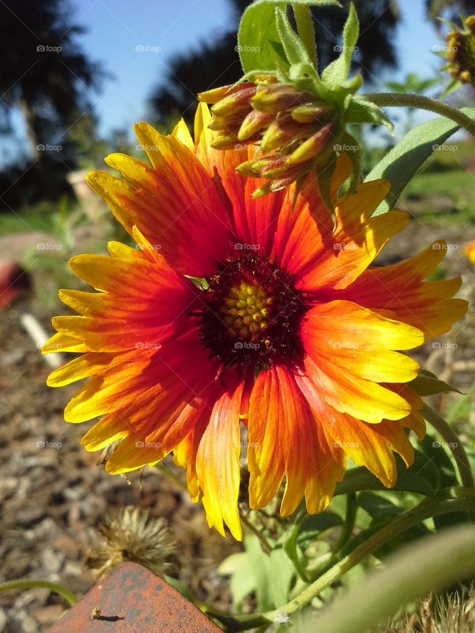 Gerber Daisy
