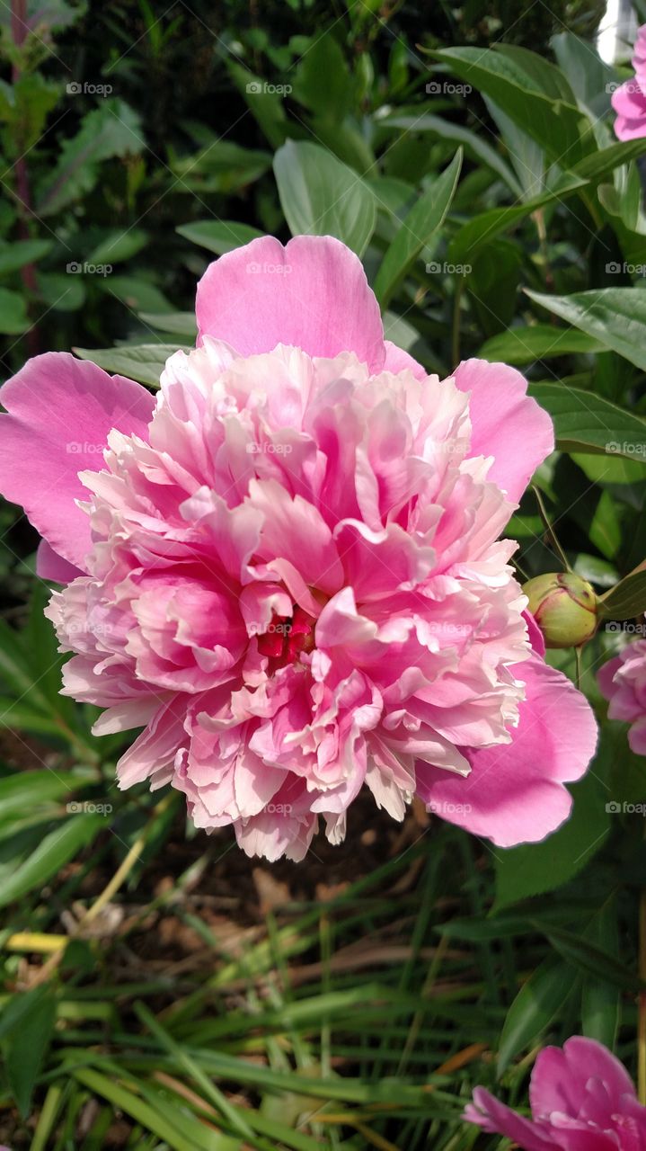 Flower, Flora, Nature, Garden, Blooming