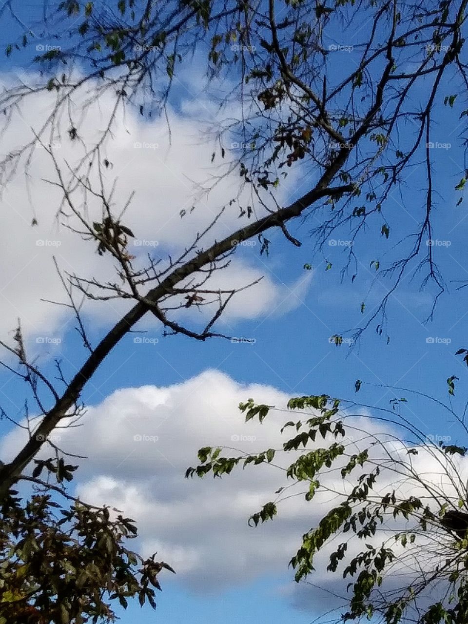 branch and clouds
