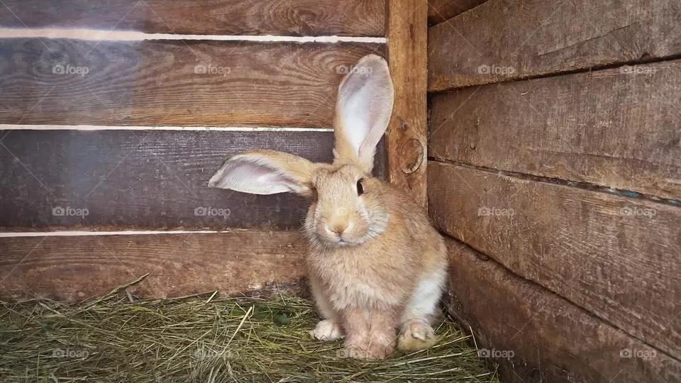rabbit