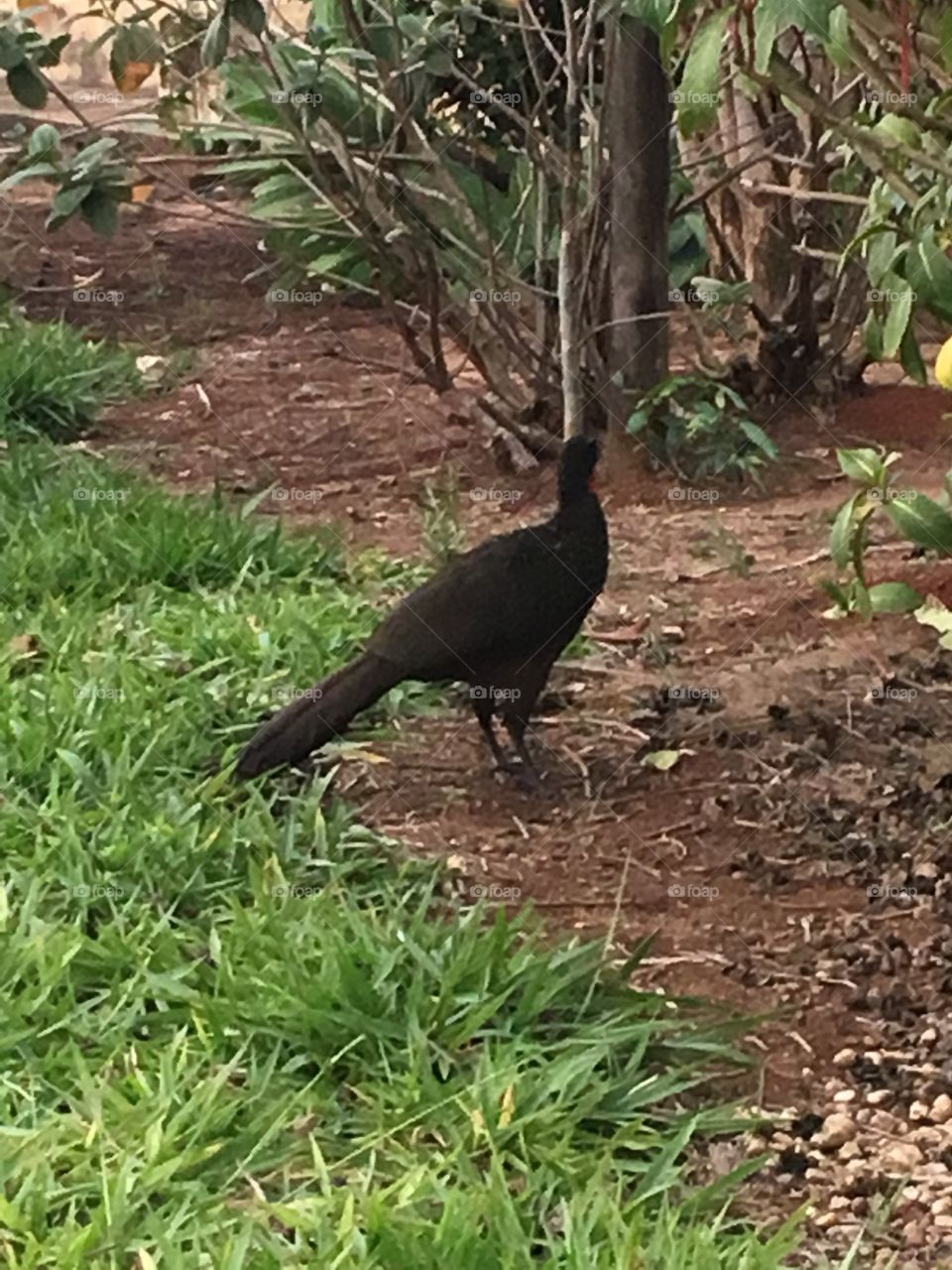 Entardecer na Fazenda Ermida - aqui o céu é mais bonito. Natureza e beleza em harmonia, parte 4 - um Jacu