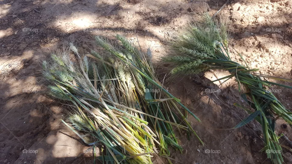durum wheat