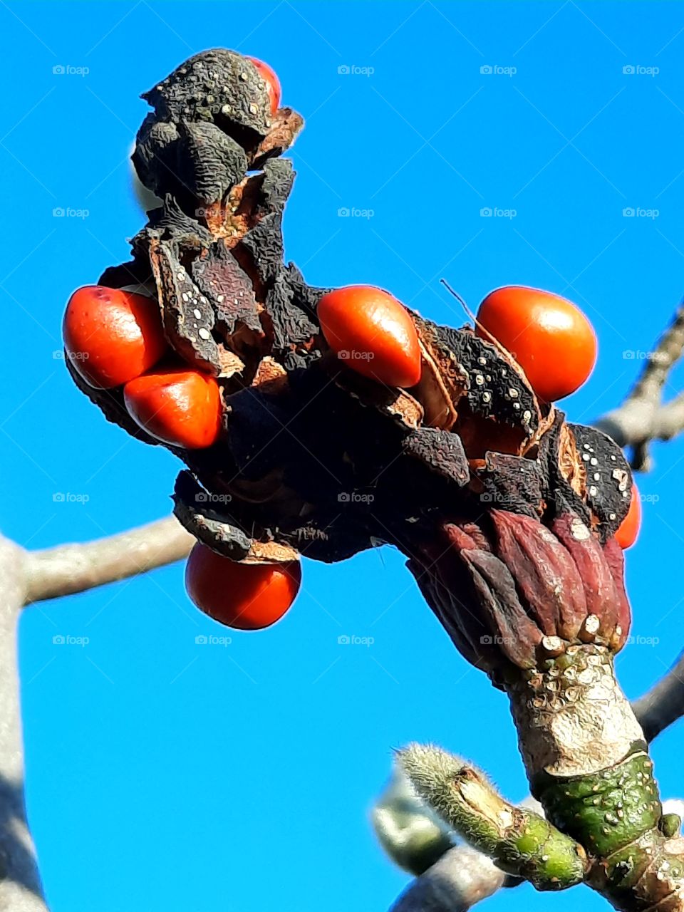 sunlit red seeds of dark brown fruit  of magnolia tree against bright blue sky