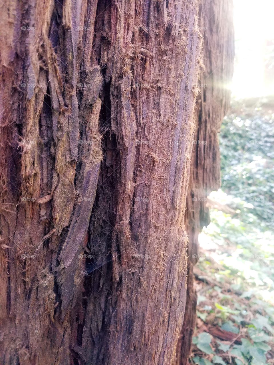 Wood, Tree, Nature, No Person, Bark